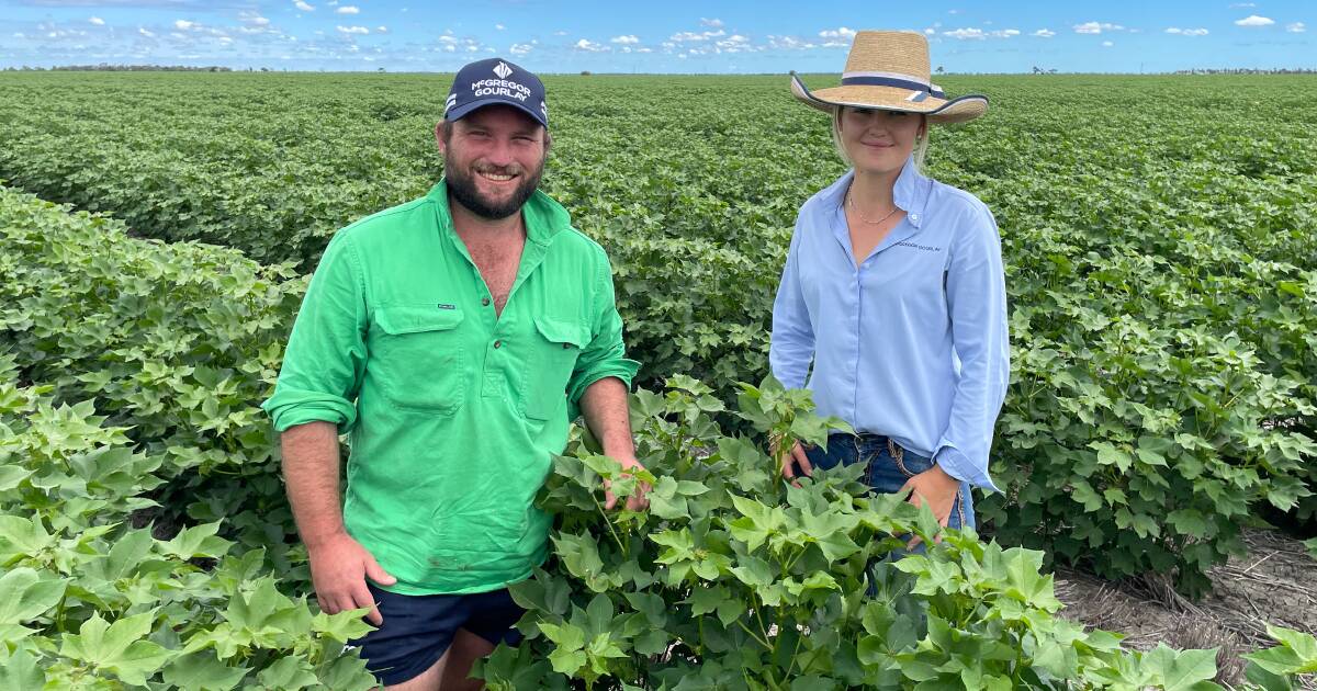 Patchy rainfall affecting dryland cotton production during latter half of the growing season | The Land