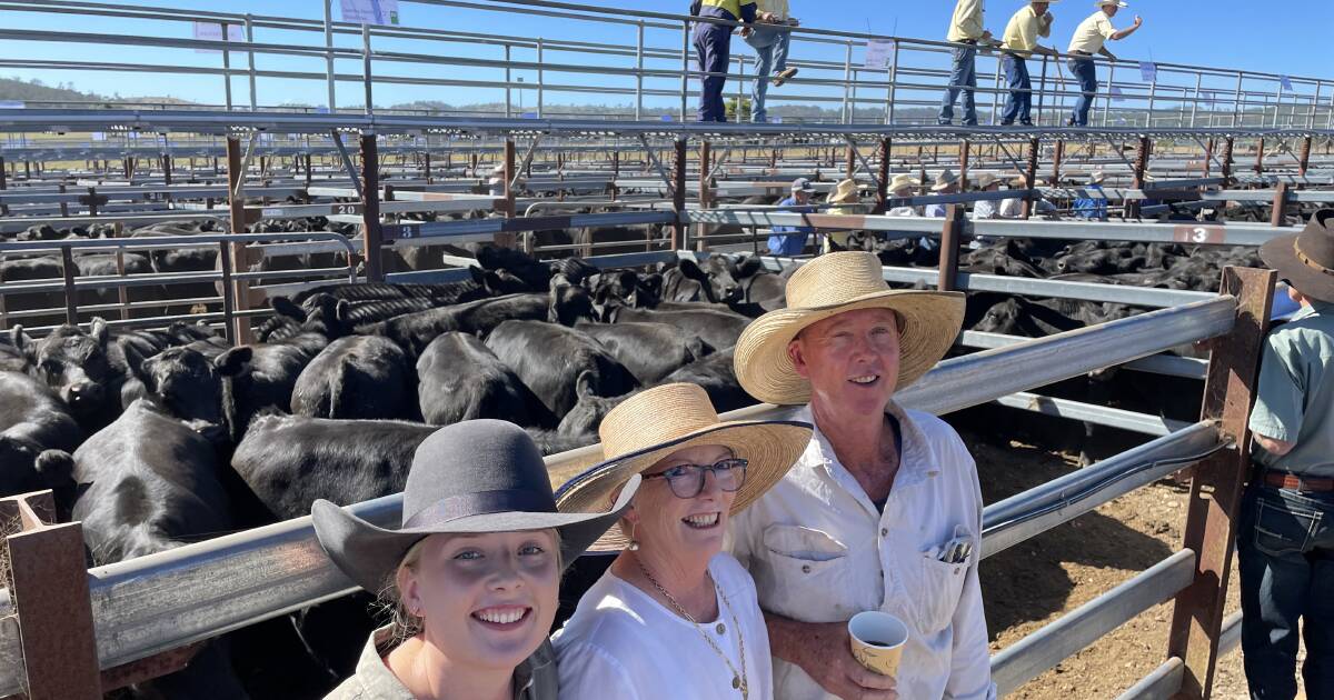 Tenterfield Angus weaner cattle sale | Queensland Country Life