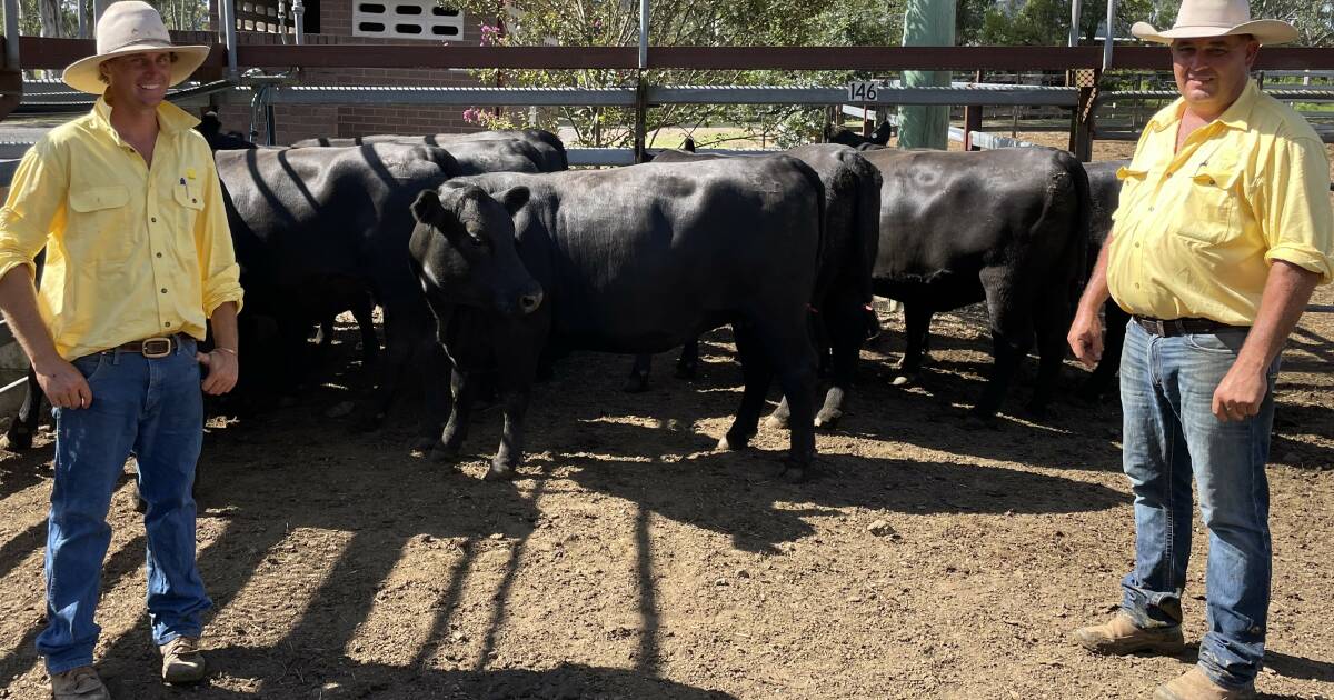 Gloucester yards 1014 in special female sale, cows top at $2775