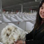 Sheepmeat value to reach $4.4 billion, ABARES forecasts