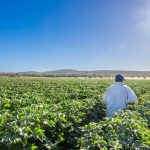 Rain-affected yarding at Toowoomba