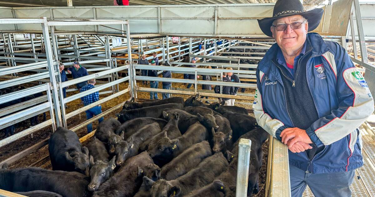 Steers and heifers sell to dearer trend at Carcoar Blue Ribbon Weaner sale