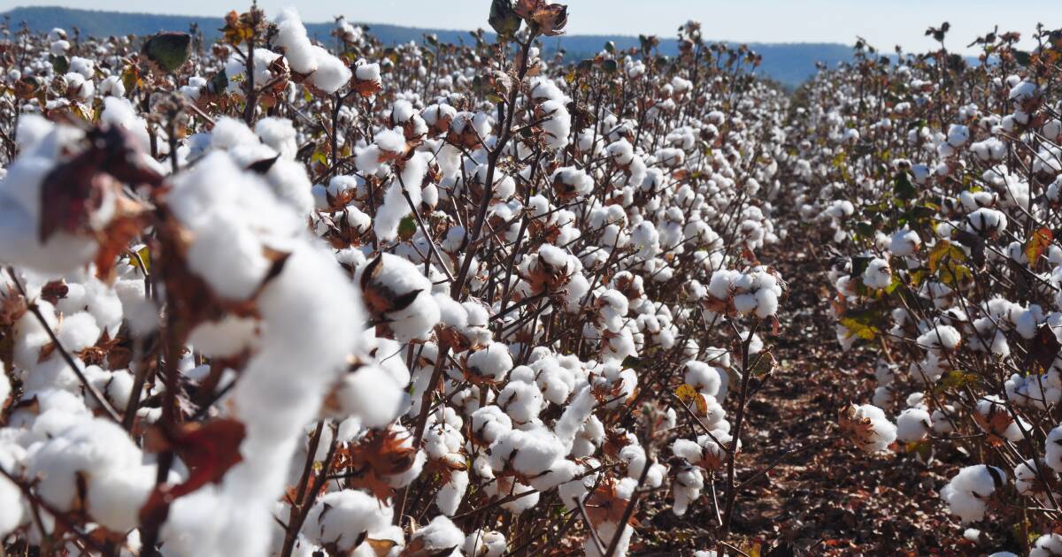 Large areas of WA's irrigation country opened up for cotton