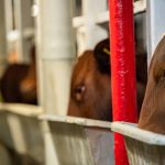 The 2024 Young Woman finalists kick off at Sydney Royal Show | The Land