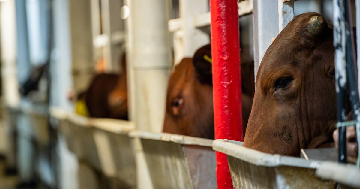 Live cattle make their way to Indonesia