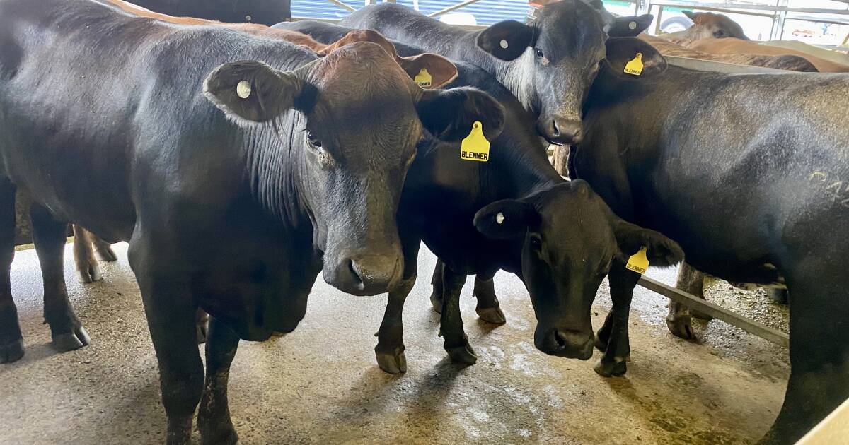 Quality local cattle offered at Innisfail