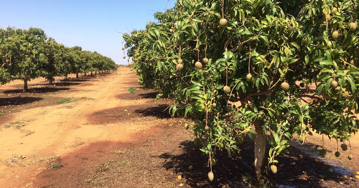 Mareeba farm transition producing local jobs