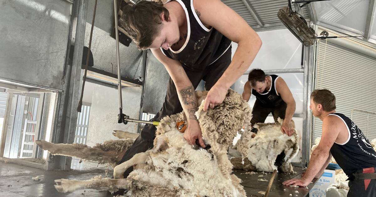 Wether trial shearing reveals $24 net profit difference for fleece value