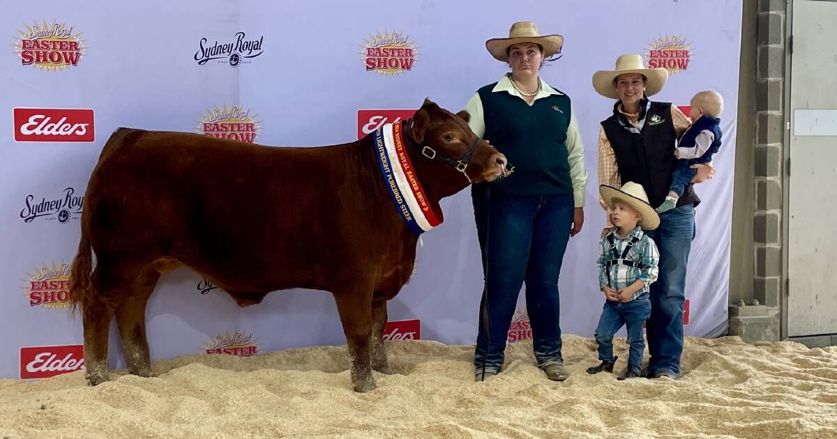 Limousins claim top-prices in steer auction at Sydney Royal