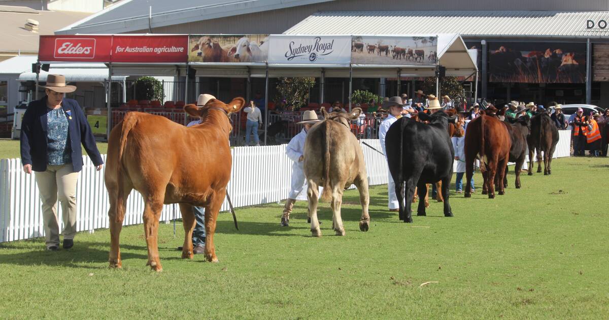 Sydney Royal Show 2024 livestreams, competitions, results, photos and video | The Land