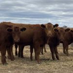 Photos: The Land Sydney Royal AgShow NSW Young Woman presentation