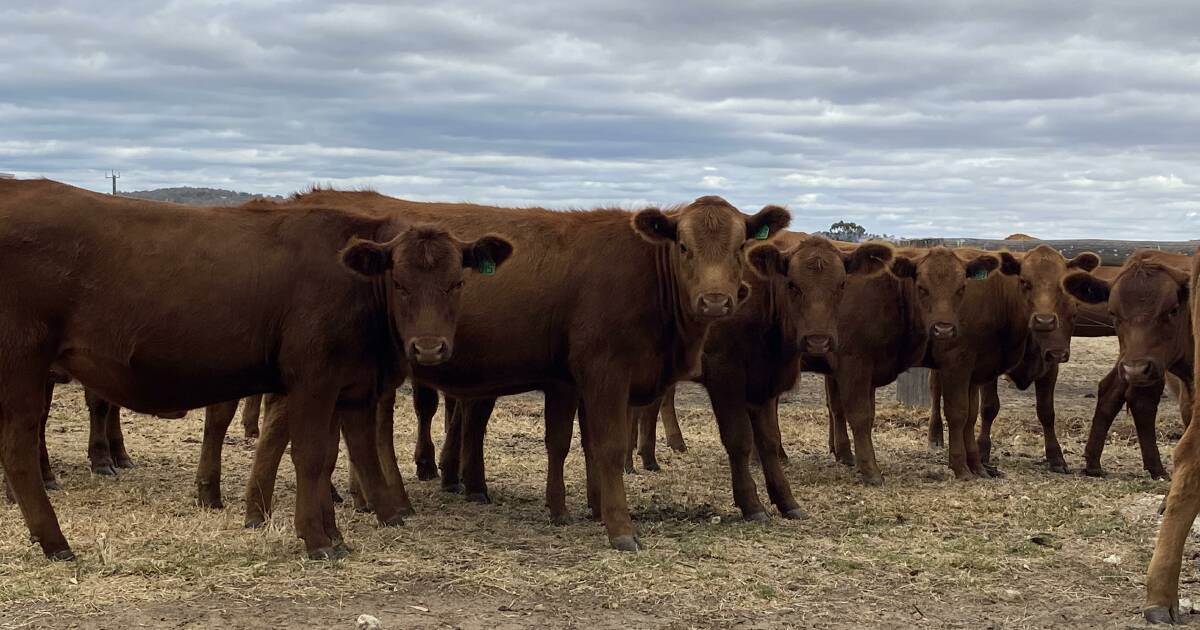 Another impressive store cattle yarding