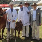 Flemington Angus the best exhibit, Tattykeel takes grand champion bull at Sydney Royal