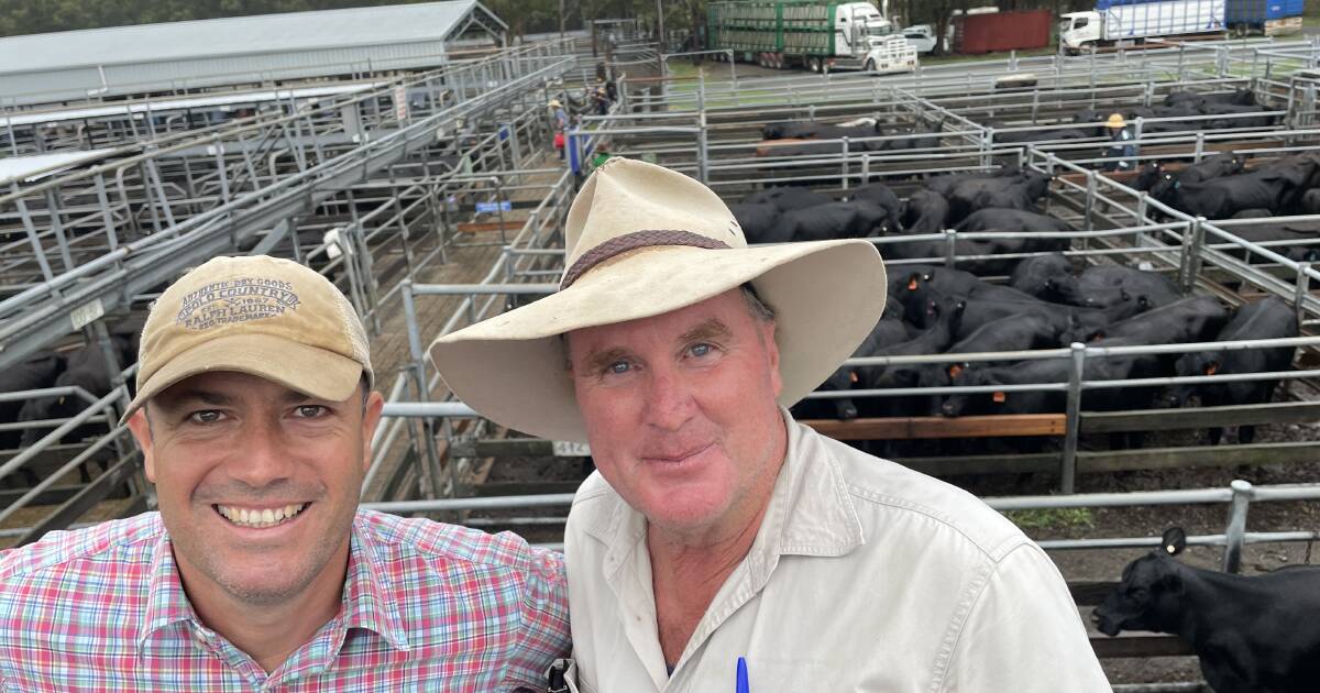 Cooreei cows with calves to $3300 at Maitland female sale