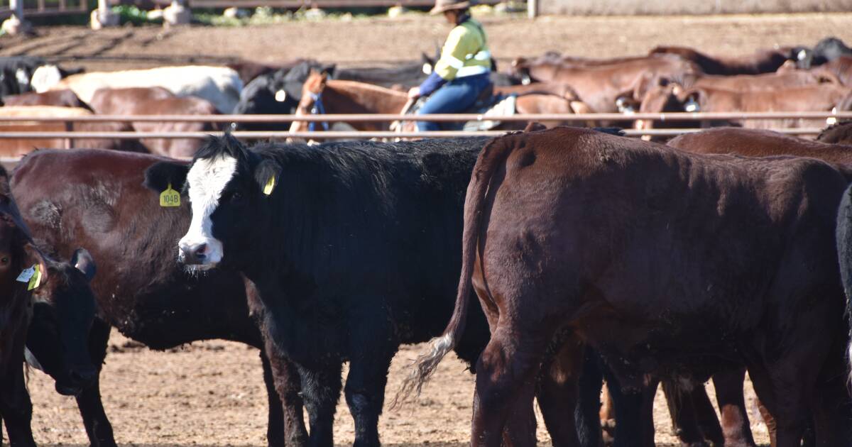 Cattle swap one answer to the volatility in the market right now | Queensland Country Life