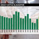 Gillnet Ban in Gulf of Carpentaria – New Fishing Zones Revealed | The North West Star