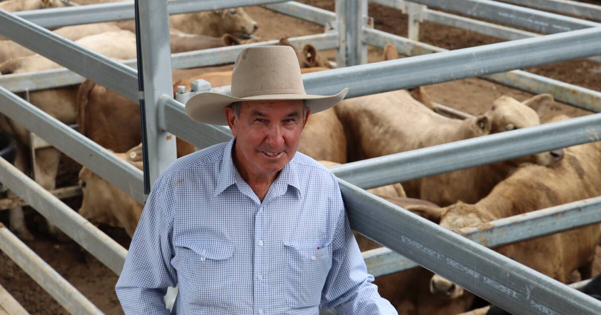 Steers top at 398c at Biggenden