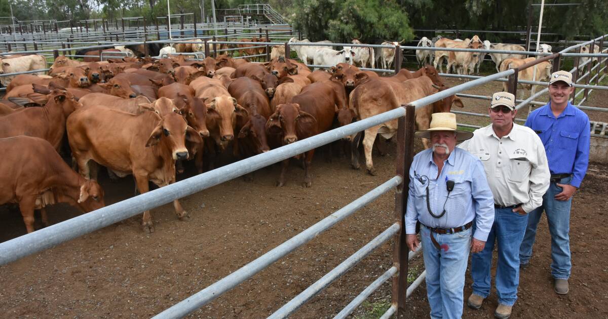 Meat works cows and steers perform at Nebo