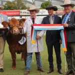 Eskbank take ram and ewe Corriedale grand championships