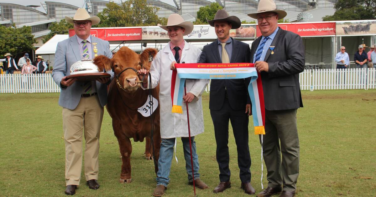 Limousin wins grand champion purebred steer