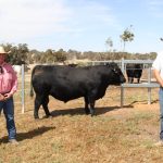 Buyers sought well balanced rams at the DSSA Eastern Regional sale