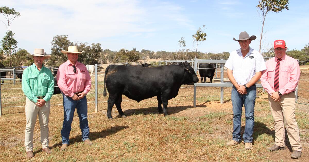 Venturon Livestock holds on-property bull sale at Boyup Brook | Farm Weekly