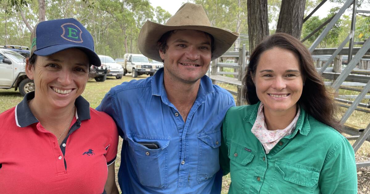 Spirited bidding for better lines of cattle at Miriam Vale Store Sale