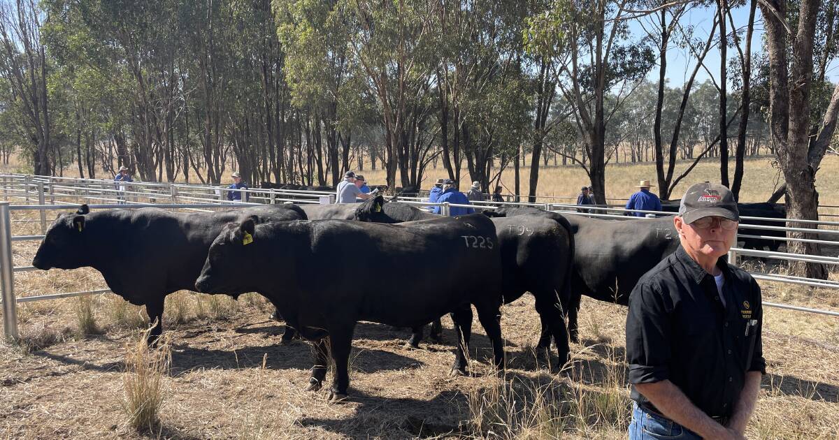 Fernhill Angus top at $17,000