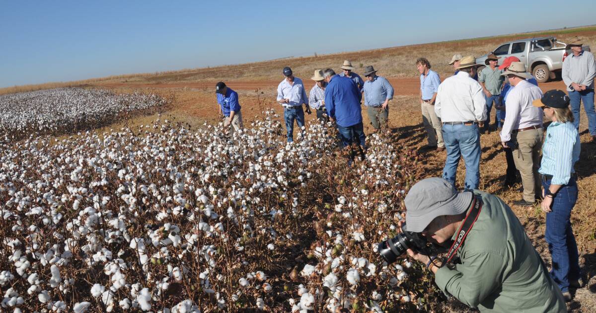 Broadacre cropping boost for the NT with cattle station sale