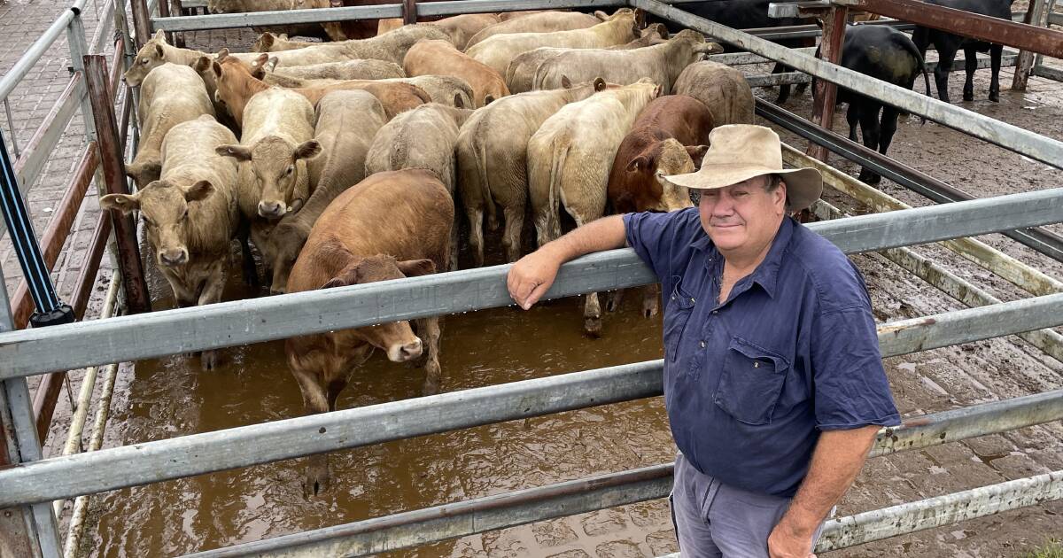 Crossbred offerings the pick of the bids at Grafton store cattle sale