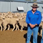 Merryville mixed age Merino ewe sale results | The Land