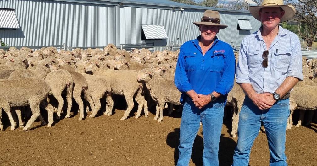 Third people's choice win for Boomey Park at Cumnock flock ewe competition