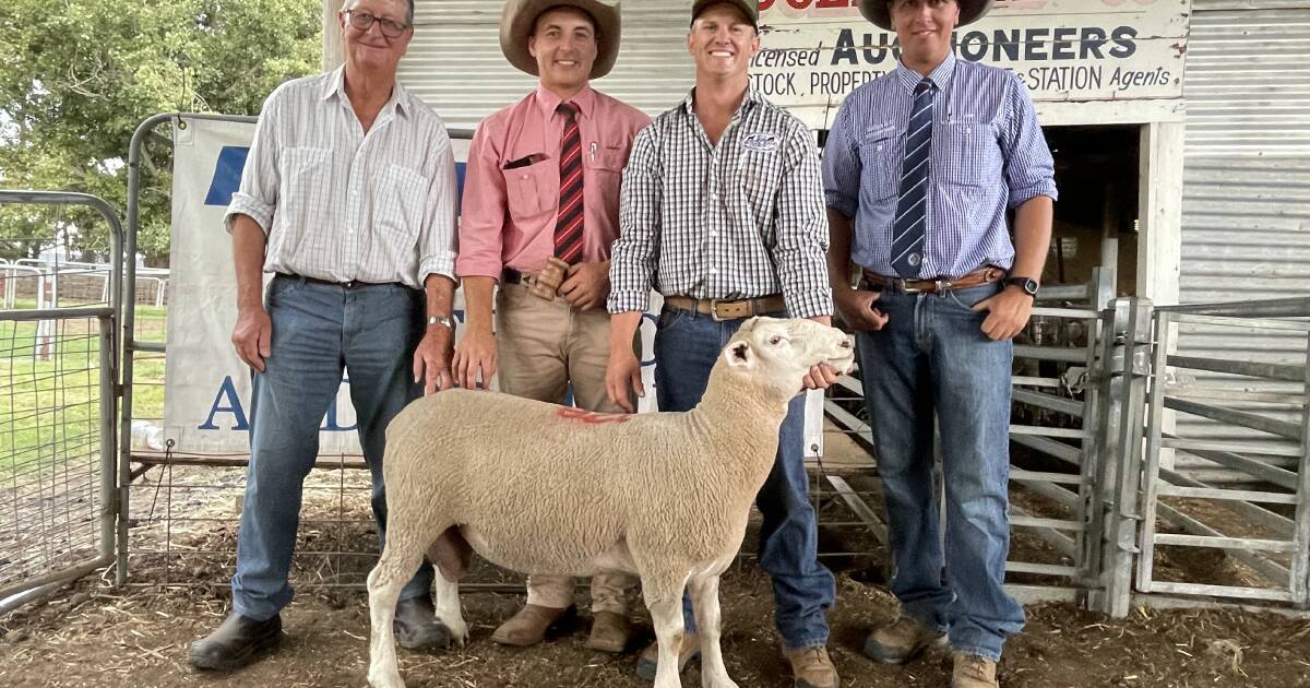 Yasloc lamb rams strike a note with bidders