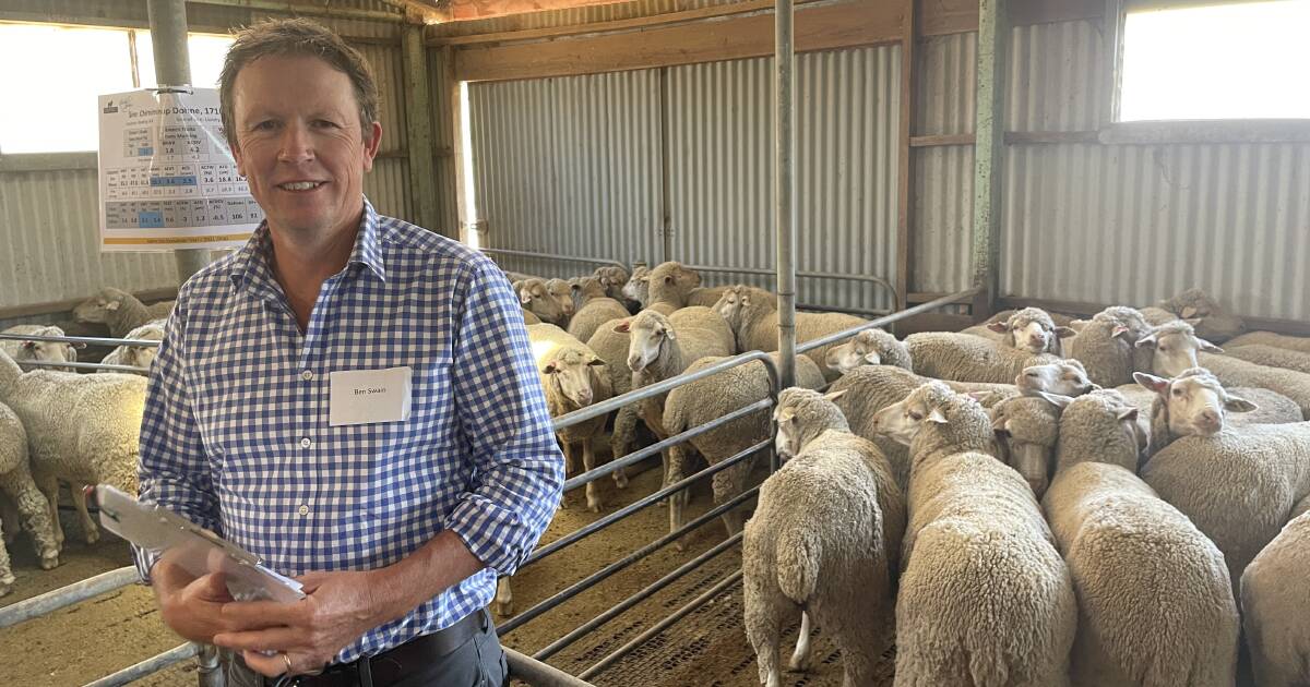 Dohne Sire Evaluation field day at Coonong Station, Urana | The Land