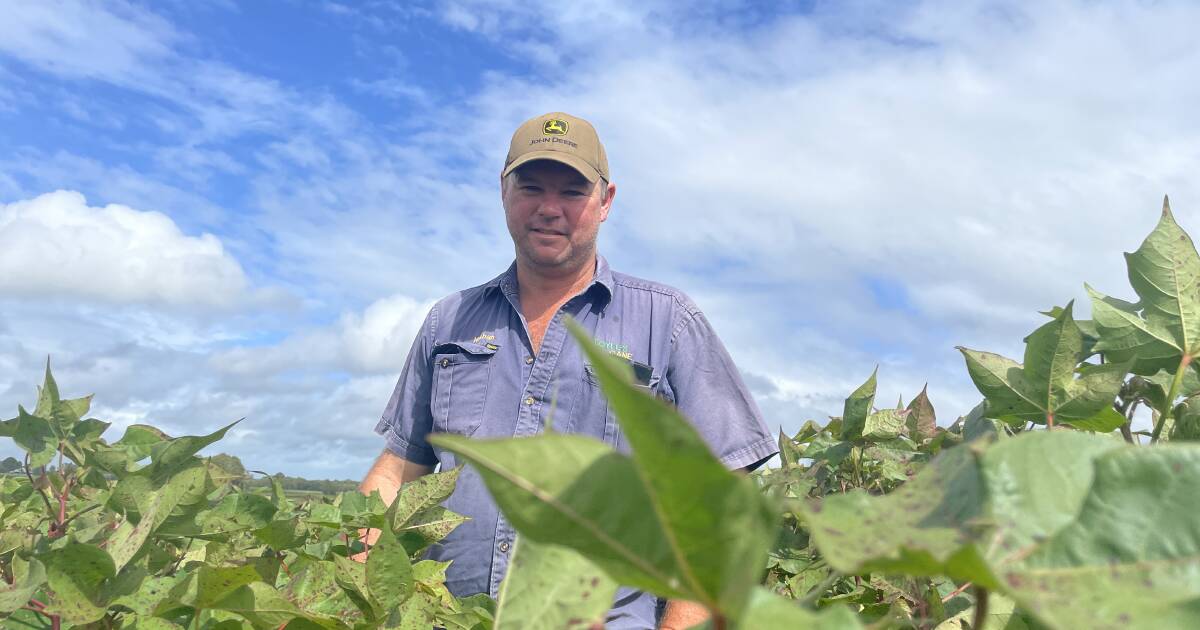 Challenges of wet weather on cotton crop at Maryborough | Queensland Country Life