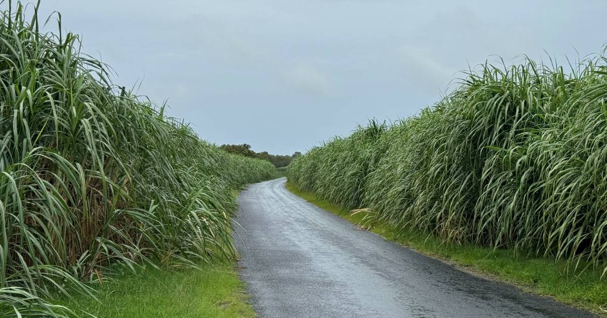 Sustainable tick of approval for Northern Rivers sugar growers