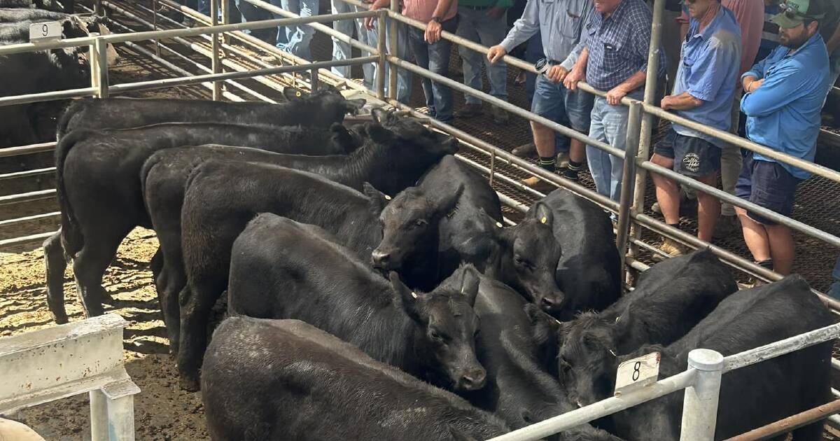 Steers sell to $1220 at Dubbo's special weaner sale