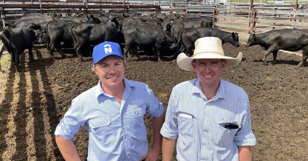 PTIC heifers in calf to $225,000 Iceman make $4300 at Gloucester sale