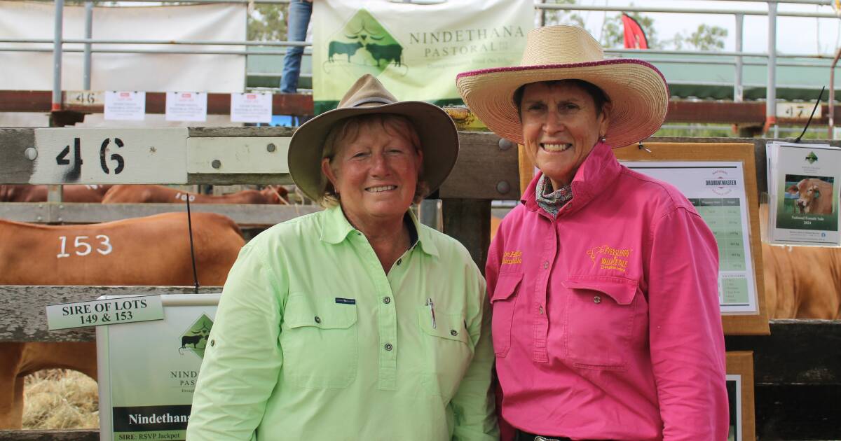 2024 National Droughtmaster Female Sale at Gympie