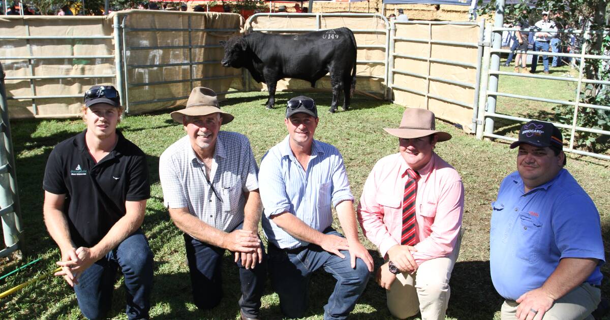 Full rundown of the Bonnydale Black Simmental and SimAngus bull sale. | Farm Weekly