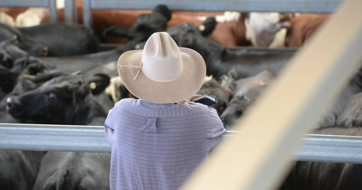 Gloucester store cattle sale: Steers firm; heifers back | The Land