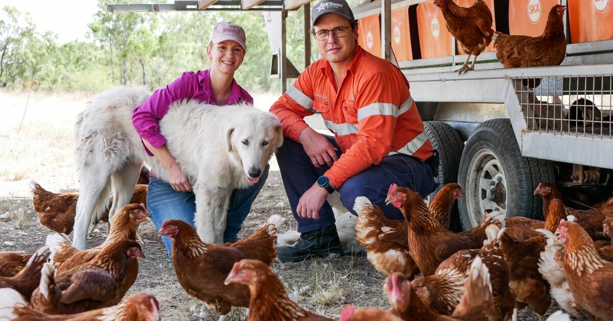 Young family gives pasture-raised eggs a go to help fund first rural block