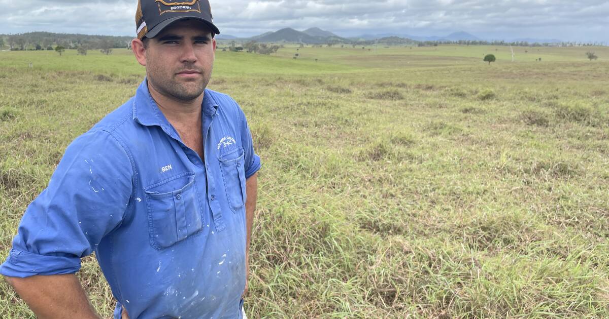 Pasture dieback research needed to find a solution | Queensland Country Life