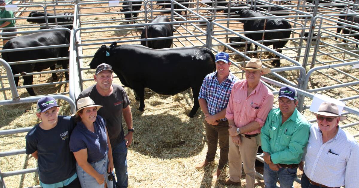 83 bulls and 53 registered buyers at annual Gingin Bull Sale