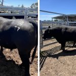 Productive Tablelands grazing country with wind turbine potential