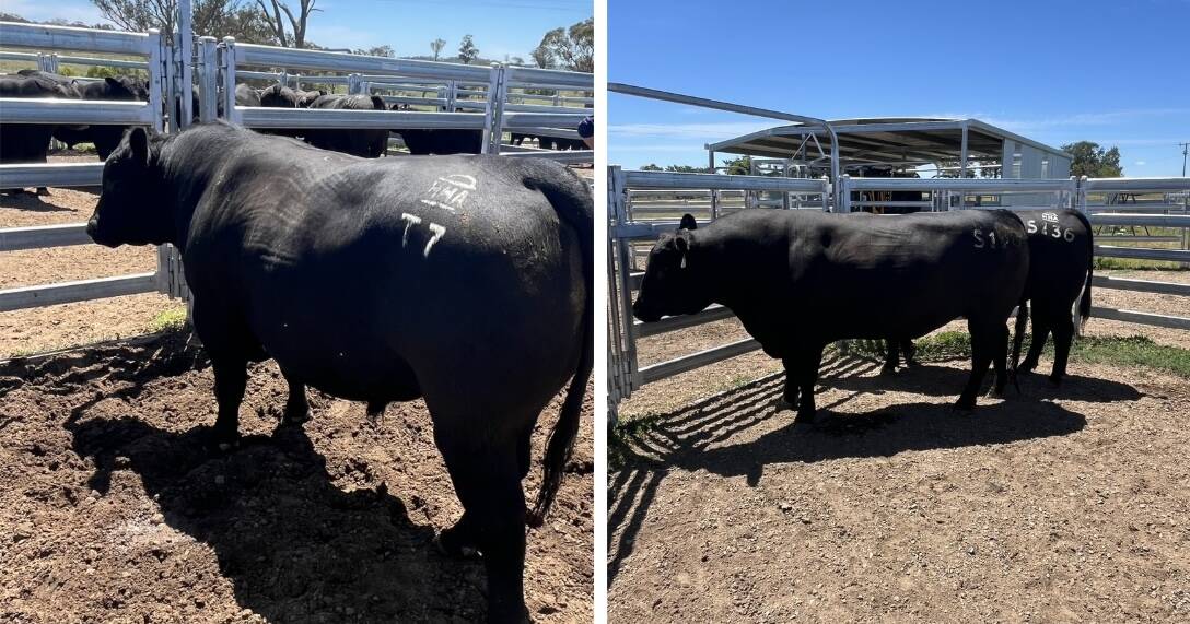 Two Angus stud bull missing