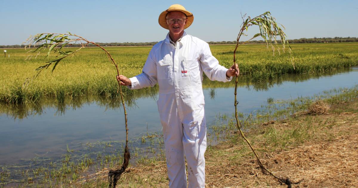 Smartweed on the rise in drill sown rice crops