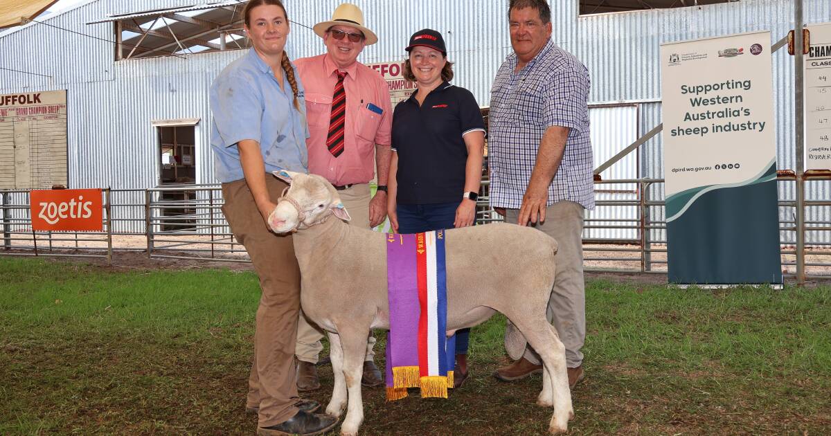 Shirlee Downs Stud Dominates Poll Dorset Show at Wagin Woolorama | Farm Weekly