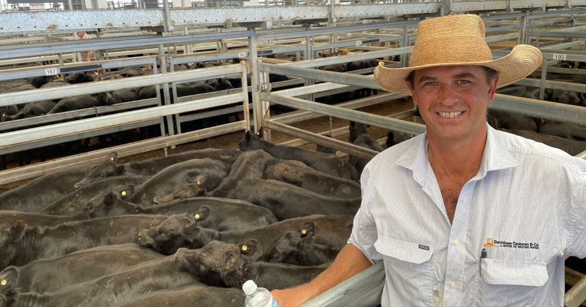 Cattle saleyard supply set to surge as weaner sales ramp up | The Land