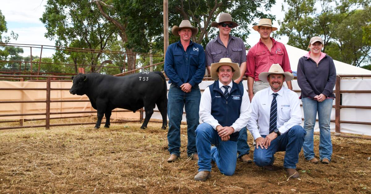 Wrigley Cattle Co achieves full clearance at annual bull sale | The Land